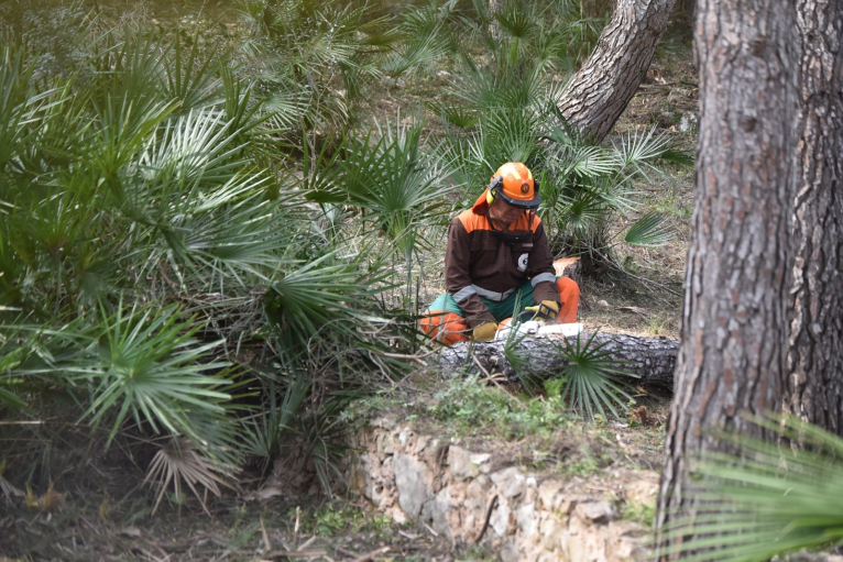 Les brigades forestals de la Diputació col·laboren amb la UPV per a optimitzar els treballs de prevenció d'incendis