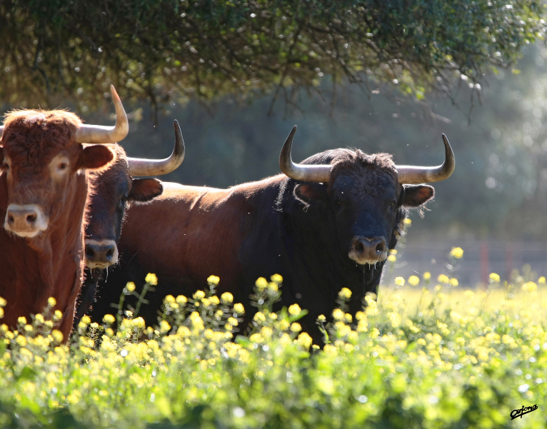 La exposición del Museo Taurino “El toro sin barreras” llega a Llíria
