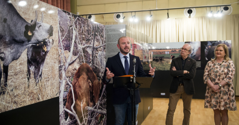 L'Ateneu acull l'exposició “El bou sense barreres” durant la Fira Taurina de Falles