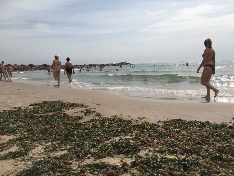 La Diputació impulsa una campanya de sensibilització per a la protecció i conservació de la posidònia oceànica 