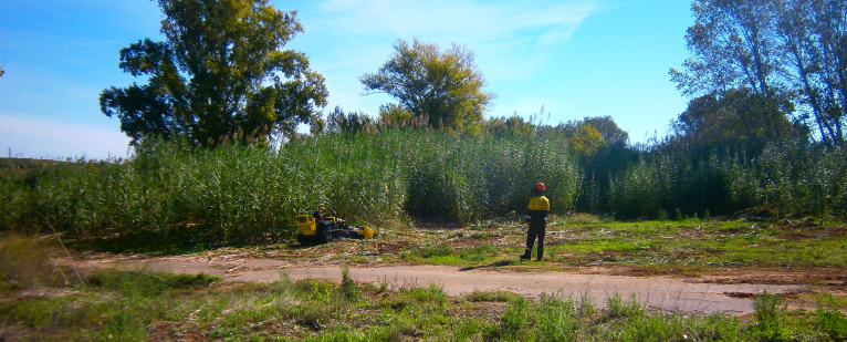 Las brigadas forestales de Imelsa acondicionan el cauce del Turia a su paso por Ribarroja