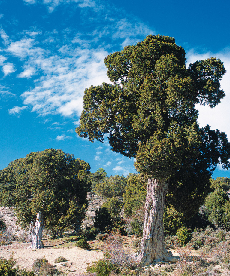 Imelsa presenta su exposición sobre Árboles Monumentales en el congreso mundial WILD10 