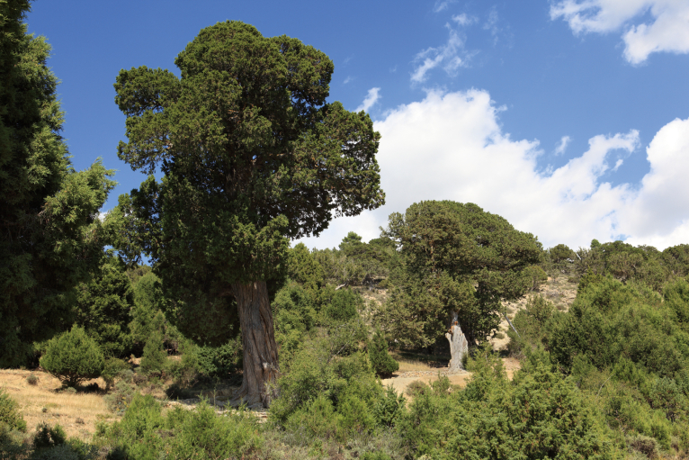 Arbres monumentals valencians protagonitzaran una sèrie de documentals en TVE