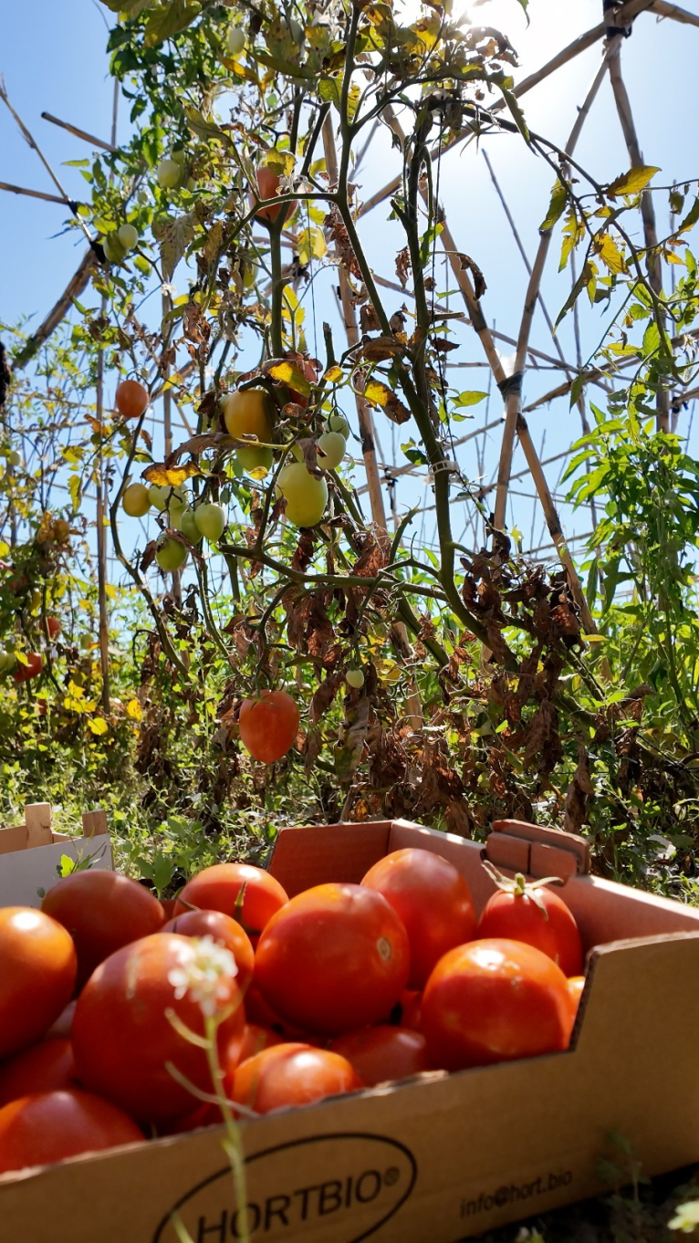 La Diputació de València finança les tomaques de La Tomatina com a mostra de suport a la tradicional festa valenciana
