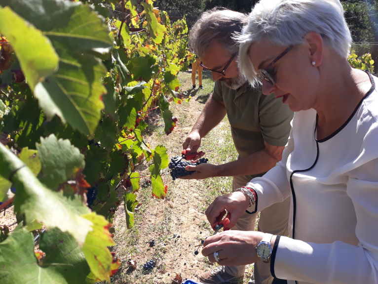 Del Tros al Plat reivindica la vinya autòctona com a garantia de qualitat per a nous productes turístics