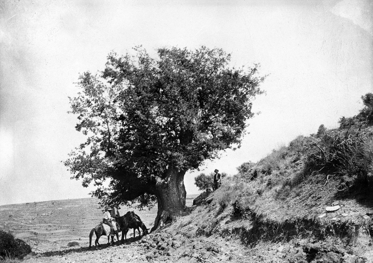 Alfonso Rus lliura làmines històriques d'arbres monumentals a setze ajuntaments