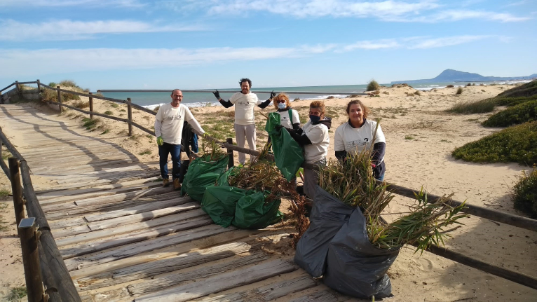 La Diputació i SEO BirdLife inicien  un programa de voluntariat ambiental  per a millorar l'hàbitat del corriol camanegre en platges valencianes