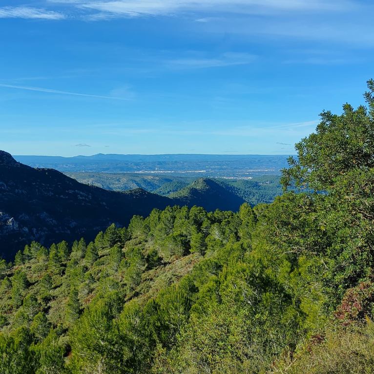 La Diputació encarrega la redacció d’un pla per a aprofitar la biomassa agrícola i forestal de la Ribera Alta 