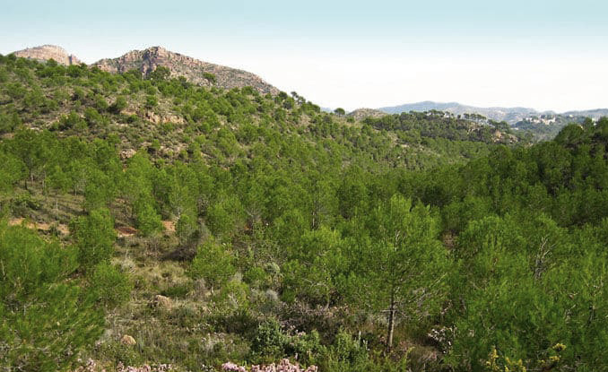 La Diputació de Valencia aprueba ayudas a municipios para gestión forestal y prevención de incendios por valor de 7,3 millones de euros