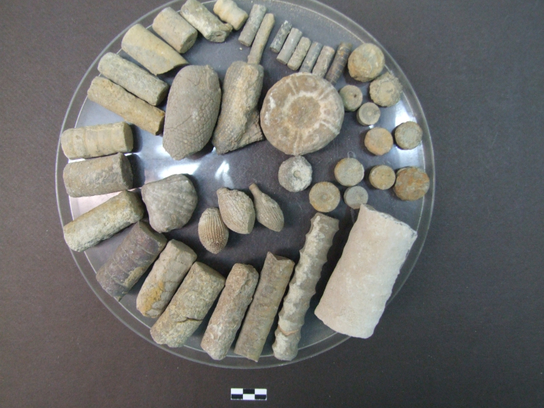 Aras de los Olmos estudiará las  piezas de paleontología de la colección Francisco Moreno Mesas
