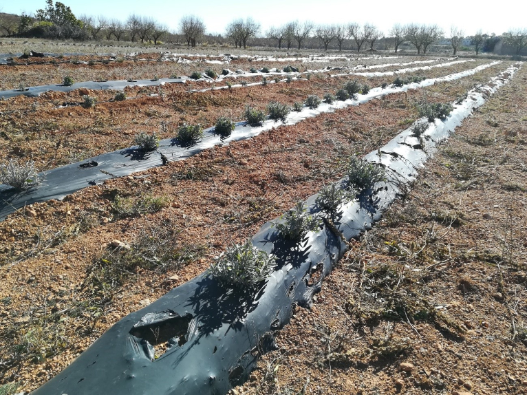 La Diputació impulsa el cultiu de plantes aromàtiques a Alcublas per afavorir el creixement del municipi