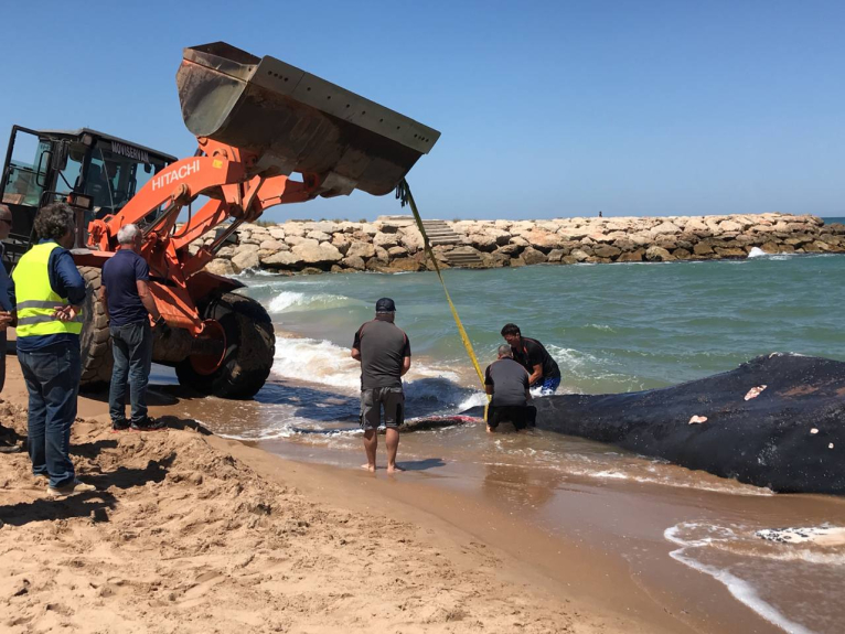 L’àrea de Medi Ambient de la Diputació coordina la retirada de la balena de Tavernes de la Valldigna
